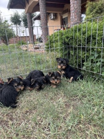 Yorkshire terrier