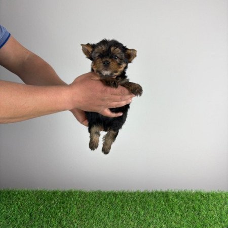Yorkshire terrier