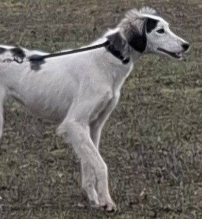 Saluki Perzsa agár