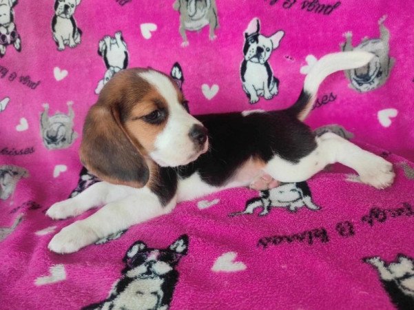 Mini Beagle