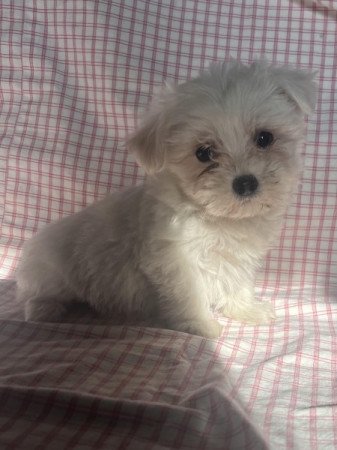 Bichon havanese