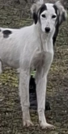 Saluki Perzsa agár