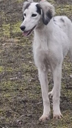 Saluki Perzsa agár