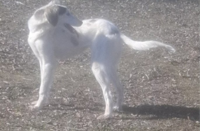 Saluki Perzsa agár