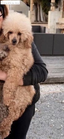 Toy uszkár fedezés