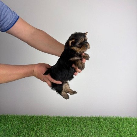 Yorkshire terrier