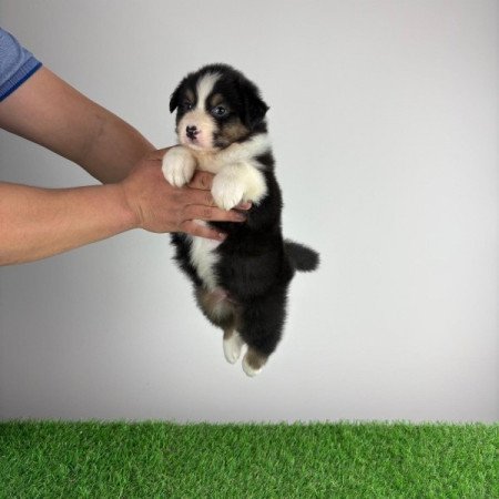 Ausztrál juhászkutya