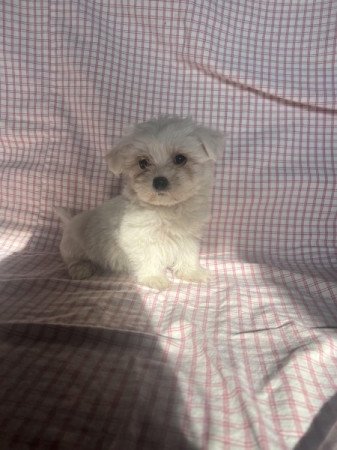 Bichon havanese