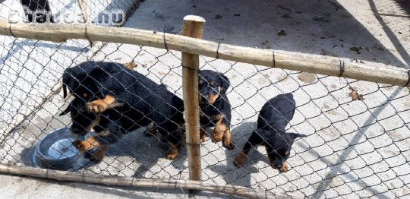 Rottweiler kiskutyák eladók