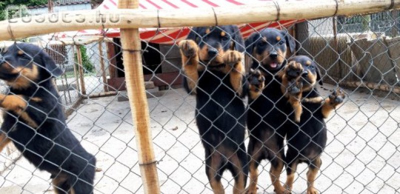 Rottweiler kiskutyák eladók