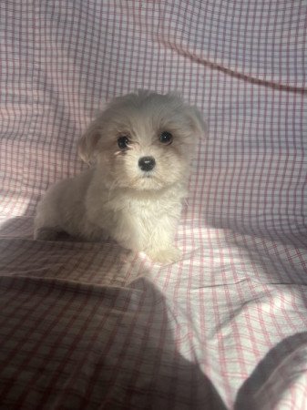 Bichon havanese