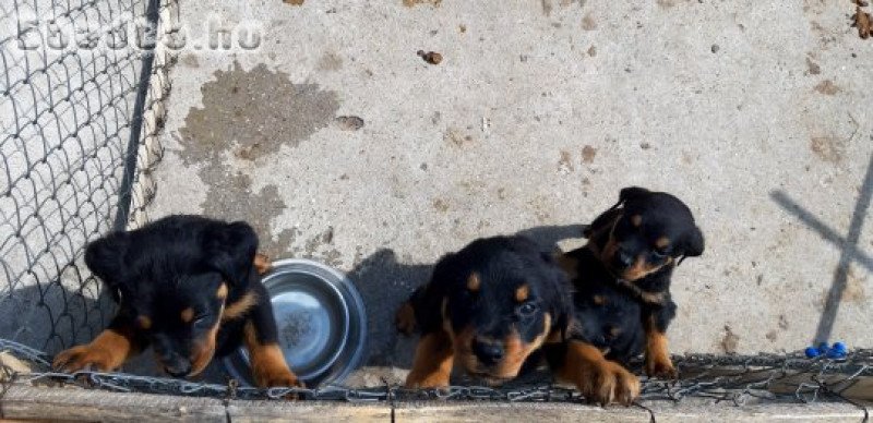 Rottweiler kiskutyák eladók