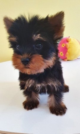 yorkshire terrier