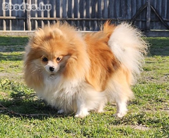 Pomerániai törpespitz