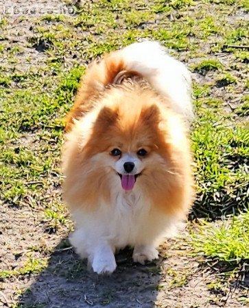 Pomerániai törpespitz