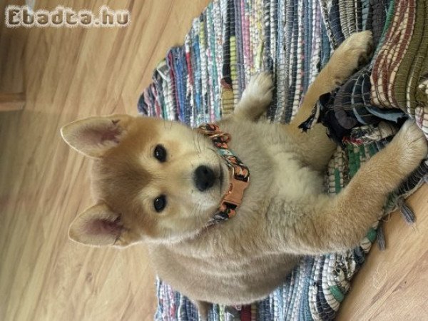 törzskönyves Shiba inu