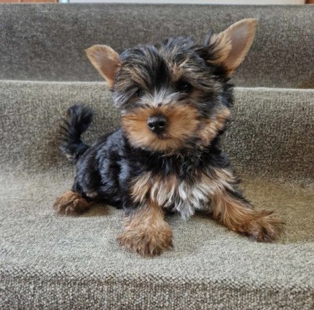 Yorkshire terrier