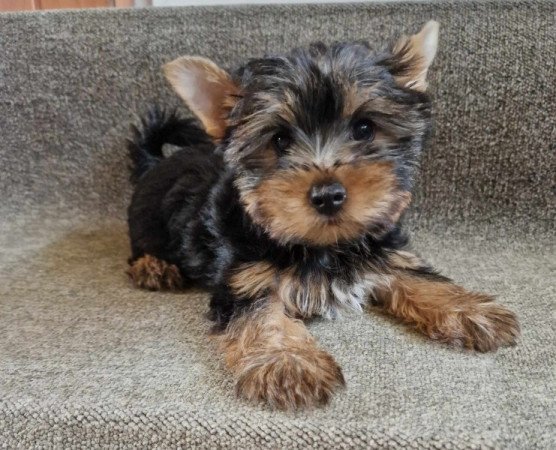 Yorkshire terrier