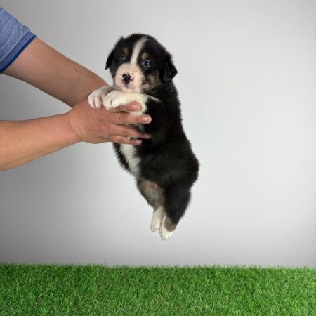 Ausztrál juhászkutya