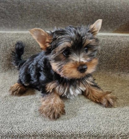 Yorkshire terrier