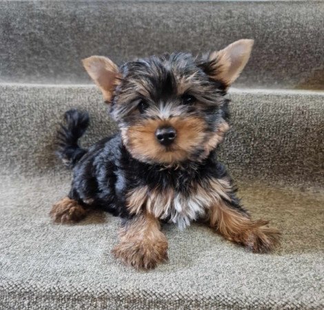 Yorkshire terrier