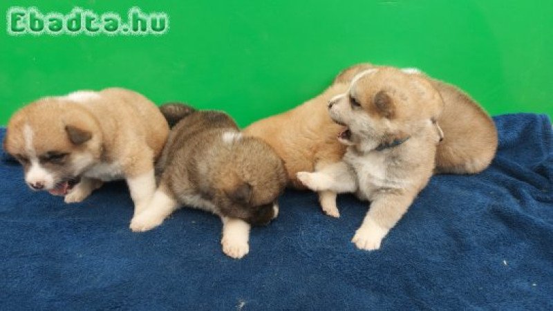 Japanse akita puppies for sale