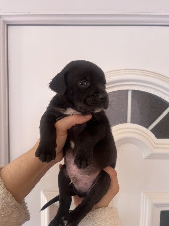 Staffordshire kölykök