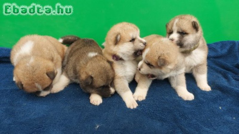 Japanse akita puppies for sale