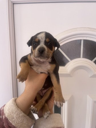 Staffordshire kölykök