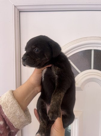 Staffordshire kölykök