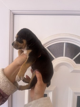 Staffordshire kölykök