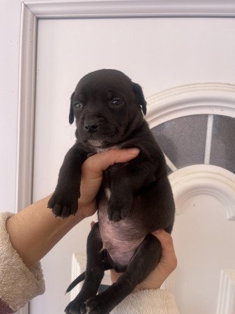 Staffordshire kölykök