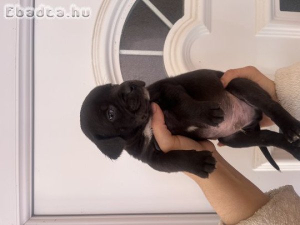 Staffordshire kölykök