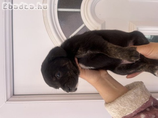 Staffordshire kölykök