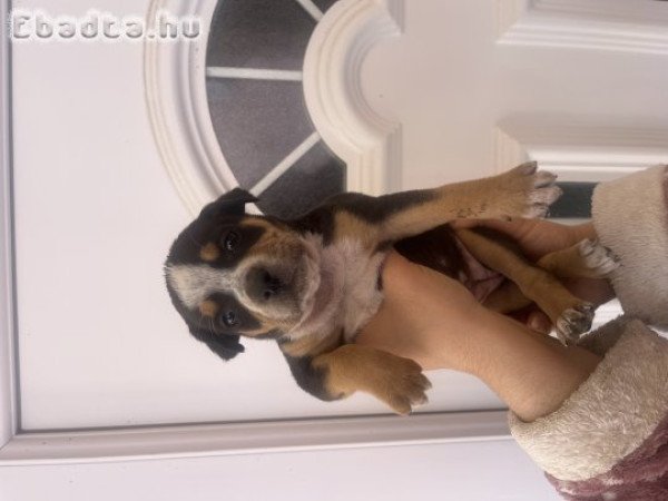 Staffordshire kölykök vihetőek!