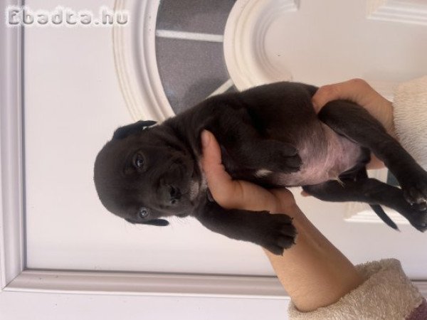 Staffordshire kölykök vihetőek!