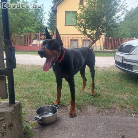 Dobermann 2 éves Kan