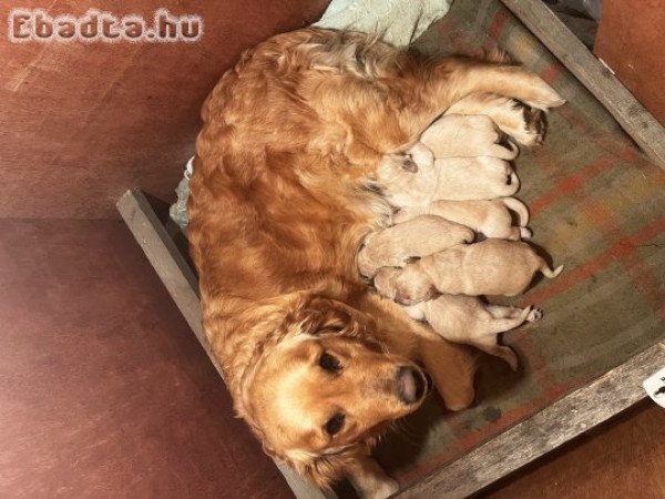 Golden Retriever eladó 3 szuka 3 kan