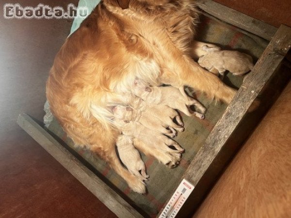 Golden Retriever eladó 3 szuka 3 kan
