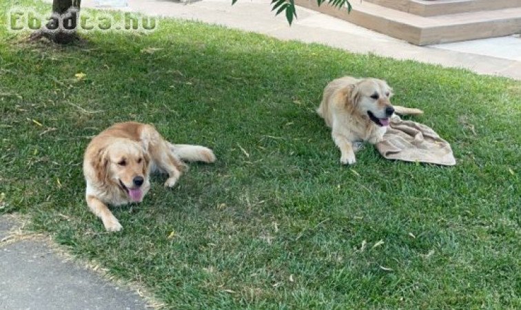 Golden Retriever eladó 3 szuka 3 kan