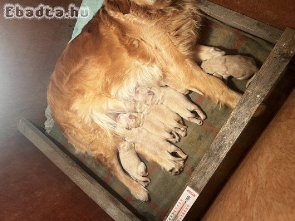 Golden retriever eladó 3 szuka 3kan