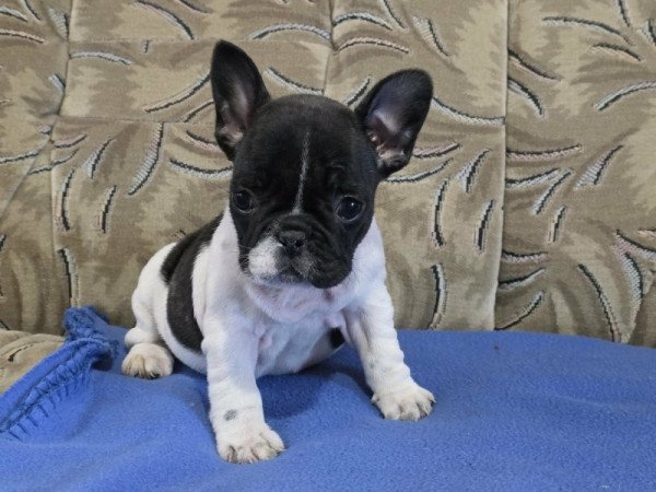 Francia bulldog