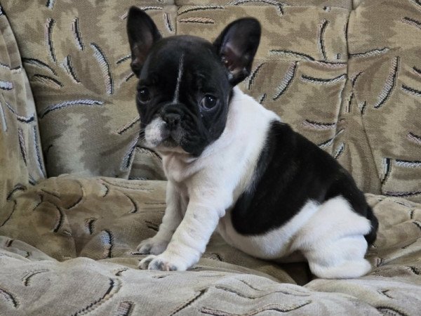 Francia bulldog