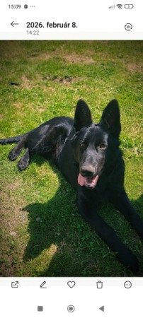 Németjuhász