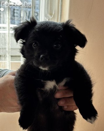 Csivava fajta jellegű kiskutyák