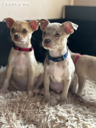 Csivava fajta jellegű kiskutyák