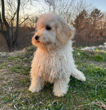 Maltipoo