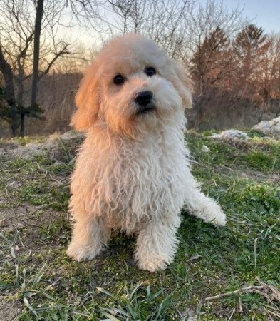 Maltipoo