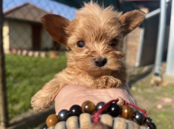 Golddust es gold Yorkshire terrier