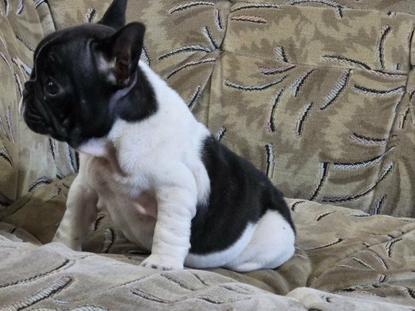 Francia bulldog